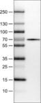 Bile acyl-CoA synthetase antibody, NBP2-14788, Novus Biologicals, Western Blot image 