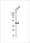Aldolase, Fructose-Bisphosphate C antibody, LS-C156272, Lifespan Biosciences, Western Blot image 