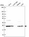 COMM Domain Containing 7 antibody, HPA054119, Atlas Antibodies, Western Blot image 