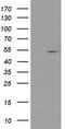 Protein arginine N-methyltransferase 2 antibody, TA503586S, Origene, Western Blot image 