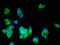 Aminocarboxymuconate Semialdehyde Decarboxylase antibody, orb400716, Biorbyt, Immunofluorescence image 