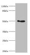 Aldehyde Dehydrogenase 3 Family Member A1 antibody, A50025-100, Epigentek, Western Blot image 