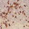 Myeloperoxidase antibody, FNab05286, FineTest, Immunohistochemistry frozen image 