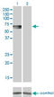 CDw293 antibody, LS-C196763, Lifespan Biosciences, Western Blot image 