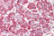 Chromosome 9 Open Reading Frame 116 antibody, MBS248260, MyBioSource, Immunohistochemistry frozen image 