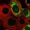 Mitochondrial Ribosomal Protein S7 antibody, HPA022522, Atlas Antibodies, Immunofluorescence image 