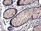 Sex Hormone Binding Globulin antibody, LS-C338381, Lifespan Biosciences, Immunohistochemistry paraffin image 