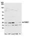 RAB21, Member RAS Oncogene Family antibody, A305-548A, Bethyl Labs, Western Blot image 
