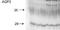 Aquaporin 2 antibody, TA326511, Origene, Western Blot image 