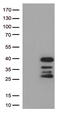 Dorsal Root Ganglia Homeobox antibody, TA813114S, Origene, Western Blot image 