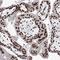PSP1 antibody, NBP1-83801, Novus Biologicals, Immunohistochemistry frozen image 