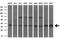 Musashi RNA Binding Protein 2 antibody, NBP2-45837, Novus Biologicals, Western Blot image 