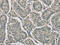 Ribonuclease A Family Member 3 antibody, CSB-PA367981, Cusabio, Immunohistochemistry frozen image 