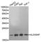 Arachidonate 5-Lipoxygenase Activating Protein antibody, STJ29893, St John