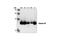 Histone H3 antibody, 9715L, Cell Signaling Technology, Western Blot image 