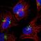 Cancer Susceptibility 4 antibody, HPA049488, Atlas Antibodies, Immunocytochemistry image 