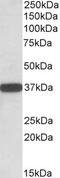 Glycoprotein M6A antibody, 42-708, ProSci, Western Blot image 