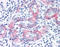 Cell surface glycoprotein MUC18 antibody, TA318345, Origene, Immunohistochemistry paraffin image 