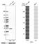 Glutathione Peroxidase 1 antibody, NBP2-33429, Novus Biologicals, Western Blot image 