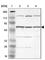 FGR Proto-Oncogene, Src Family Tyrosine Kinase antibody, HPA002024, Atlas Antibodies, Western Blot image 