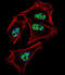 Prospero homeobox protein 1 antibody, abx031495, Abbexa, Immunofluorescence image 
