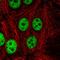 Coiled-Coil Domain Containing 12 antibody, HPA056814, Atlas Antibodies, Immunofluorescence image 