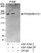 Cc1 antibody, A301-574A, Bethyl Labs, Immunoprecipitation image 