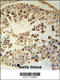 Cyclin Y Like 1 antibody, 62-023, ProSci, Immunohistochemistry frozen image 