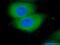 Von Hippel-Lindau Tumor Suppressor antibody, 24756-1-AP, Proteintech Group, Immunofluorescence image 
