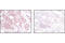 Akt antibody, 2920S, Cell Signaling Technology, Immunohistochemistry paraffin image 