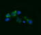 Radical S-Adenosyl Methionine Domain Containing 2 antibody, M02927, Boster Biological Technology, Immunofluorescence image 