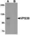 Vam6/Vps39-like protein antibody, LS-B7035, Lifespan Biosciences, Western Blot image 