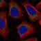 Mitochondrial Ribosomal Protein L57 antibody, NBP2-57237, Novus Biologicals, Immunofluorescence image 