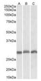 Proteasome subunit alpha type-4 antibody, orb20618, Biorbyt, Western Blot image 