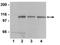 Protein Kinase D1 antibody, NBP2-29674, Novus Biologicals, Western Blot image 