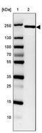 BCL9 Like antibody, PA5-61946, Invitrogen Antibodies, Western Blot image 