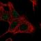 Uridine-Cytidine Kinase 2 antibody, HPA057128, Atlas Antibodies, Immunocytochemistry image 