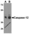 Caspase-12 antibody, 3195, ProSci, Western Blot image 