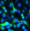 GFAP antibody, FNab03427, FineTest, Immunofluorescence image 