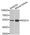 Regulator Of G Protein Signaling 14 antibody, A9962, ABclonal Technology, Western Blot image 