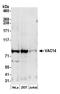 Protein VAC14 homolog antibody, A304-904A, Bethyl Labs, Western Blot image 