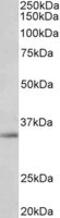 Spondin 2 antibody, MBS422873, MyBioSource, Western Blot image 