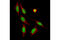 Histone Cluster 4 H4 antibody, 13919S, Cell Signaling Technology, Immunocytochemistry image 
