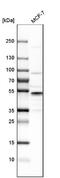 Ring Finger Protein 113A antibody, NBP1-85378, Novus Biologicals, Western Blot image 