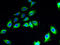 Cornichon Family AMPA Receptor Auxiliary Protein 2 antibody, A65590-100, Epigentek, Immunofluorescence image 