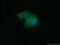 Translation Machinery Associated 7 Homolog antibody, 20393-1-AP, Proteintech Group, Immunofluorescence image 