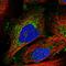 L Afadin antibody, HPA030215, Atlas Antibodies, Immunofluorescence image 