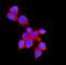 E3 ubiquitin-protein ligase CHIP antibody, A01236-1, Boster Biological Technology, Immunofluorescence image 