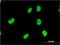 DAZ-associated protein 1 antibody, H00026528-M03, Novus Biologicals, Immunocytochemistry image 