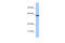 Zinc Finger Protein 350 antibody, 28-406, ProSci, Western Blot image 